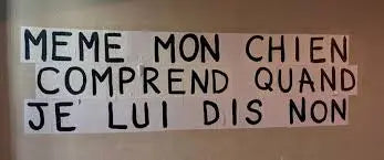 collages féministes même mon chien comprends quand je dis non